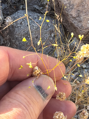 (c) Aaron Liston, some rights reserved (CC BY) Eriogonum trichopes, photograph (c) Aaron Liston, some rights reserved (CC BY)