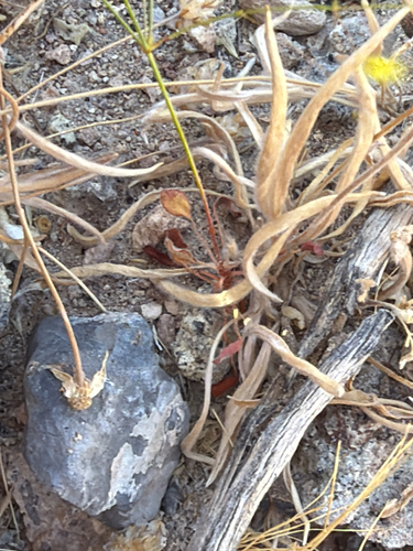 Eriogonum trichopes, photograph 4