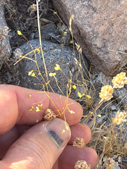 (c) Aaron Liston, some rights reserved (CC BY) Eriogonum trichopes, photograph (c) Aaron Liston, some rights reserved (CC BY)