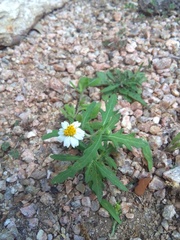 Melampodium cinereum