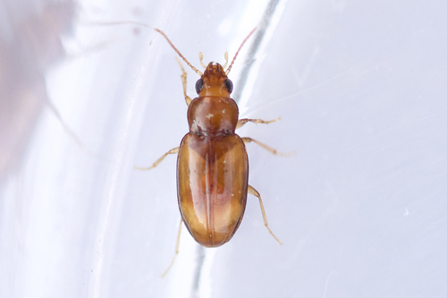 Crafty Riverbank Ground Beetle