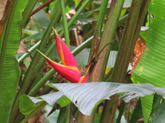 Anolis extremus