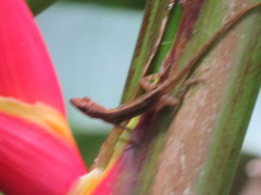 Anolis extremus