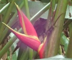 Anolis extremus