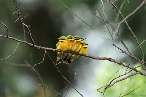 Little Bee-eater