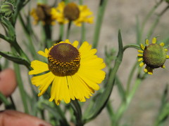 Helenium mexicanum