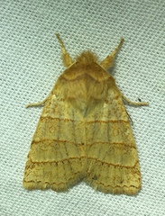 Pyreferra citrombra