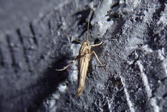 Stathmopoda plumbiflua