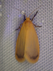 Symmetrodes sciocosma