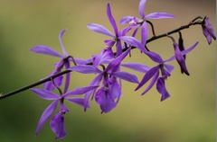 Encyclia adenocaula