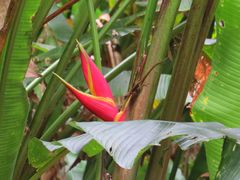 Heliconia caribaea