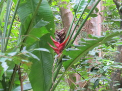 Heliconia caribaea