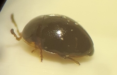Corylophidae