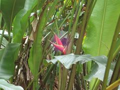 Heliconia caribaea