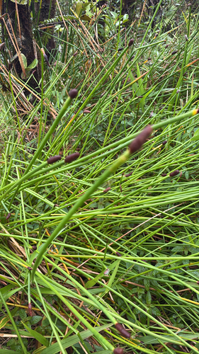 Eleocharis elegans, 2026-05-26