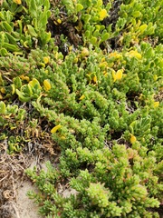 Threlkeldia diffusa, photograph (c) Carmon, some rights reserved (CC BY-SA)