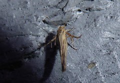 Stathmopoda plumbiflua