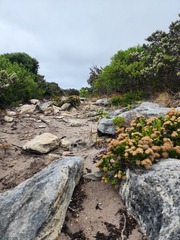 (c) Carmon, some rights reserved (CC BY-SA) Pimelea ferruginea, photograph (c) Carmon, some rights reserved (CC BY-SA)