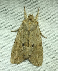 Lithophane patefacta