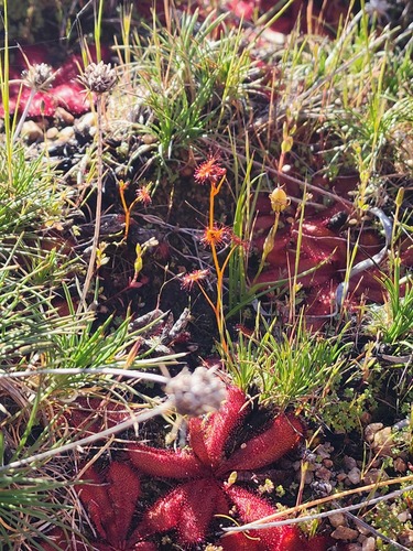 Drosera yilgarnensis