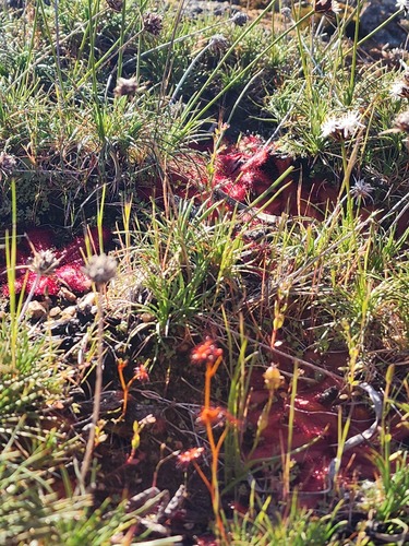 Drosera yilgarnensis