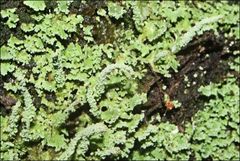 Cladonia rigida