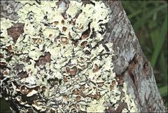 Flavoparmelia rutidota