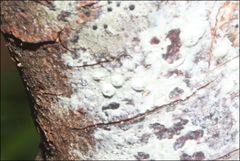 Pertusaria pertractata