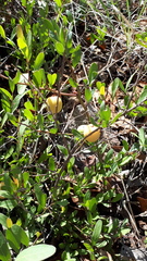 Ximenia parviflora