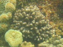 Cladiella