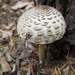 Chlorophyllum Sect. Rhacodium - Photo (c) Andrey Danilin, some rights reserved (CC BY-NC), uploaded by Andrey Danilin