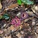 Asarum satsumense - Photo (c) leepan, some rights reserved (CC BY-NC), uploaded by leepan