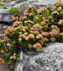 (c) Carmon, some rights reserved (CC BY-SA) Pimelea ferruginea, photograph (c) Carmon, some rights reserved (CC BY-SA)