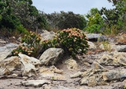 Pimelea ferruginea, photograph 4