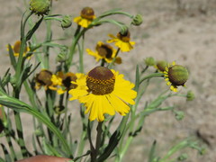 Helenium mexicanum