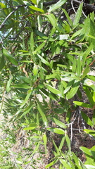 Quercus laeta