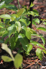 Diospyros virginiana image