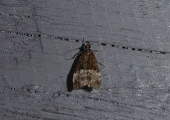 Scoparia minusculalis