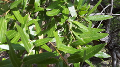 Quercus laeta