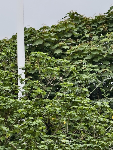 Brown-breasted Bulbul