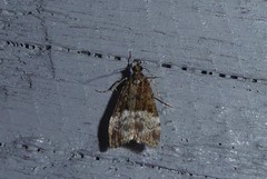 Scoparia minusculalis