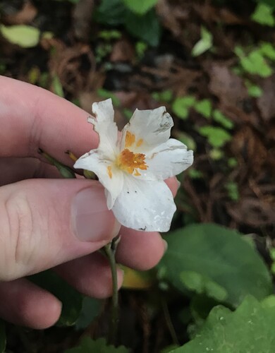 Eomecon chionantha, photograph 3