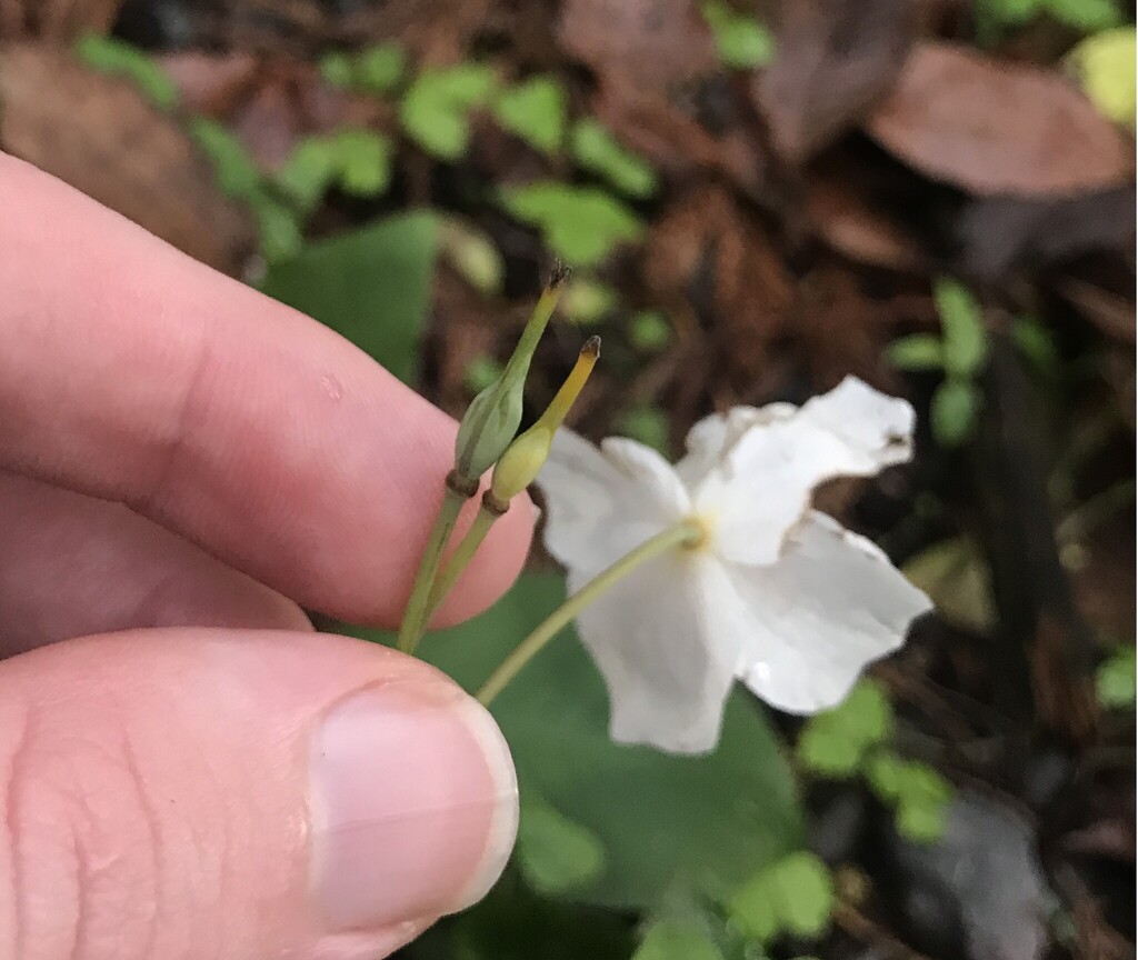 Eomecon chionantha; photograph author not stated, no rights reserved