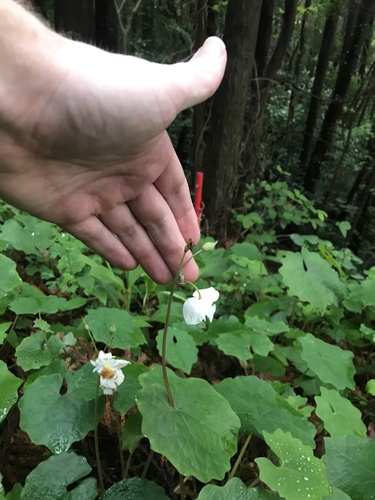 Eomecon chionantha