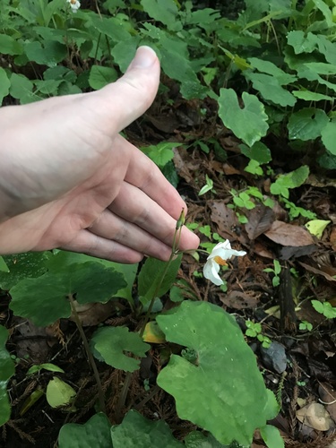 Eomecon chionantha, photograph 2
