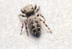 Phidippus putnami