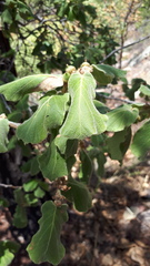 Quercus urbanii