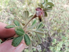 Polylepis tarapacana