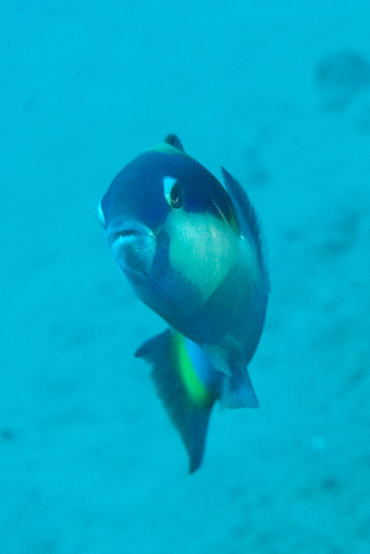 Thalassoma genivittatum observed 2026-05-12
