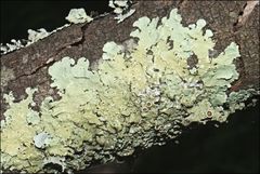 Flavoparmelia rutidota